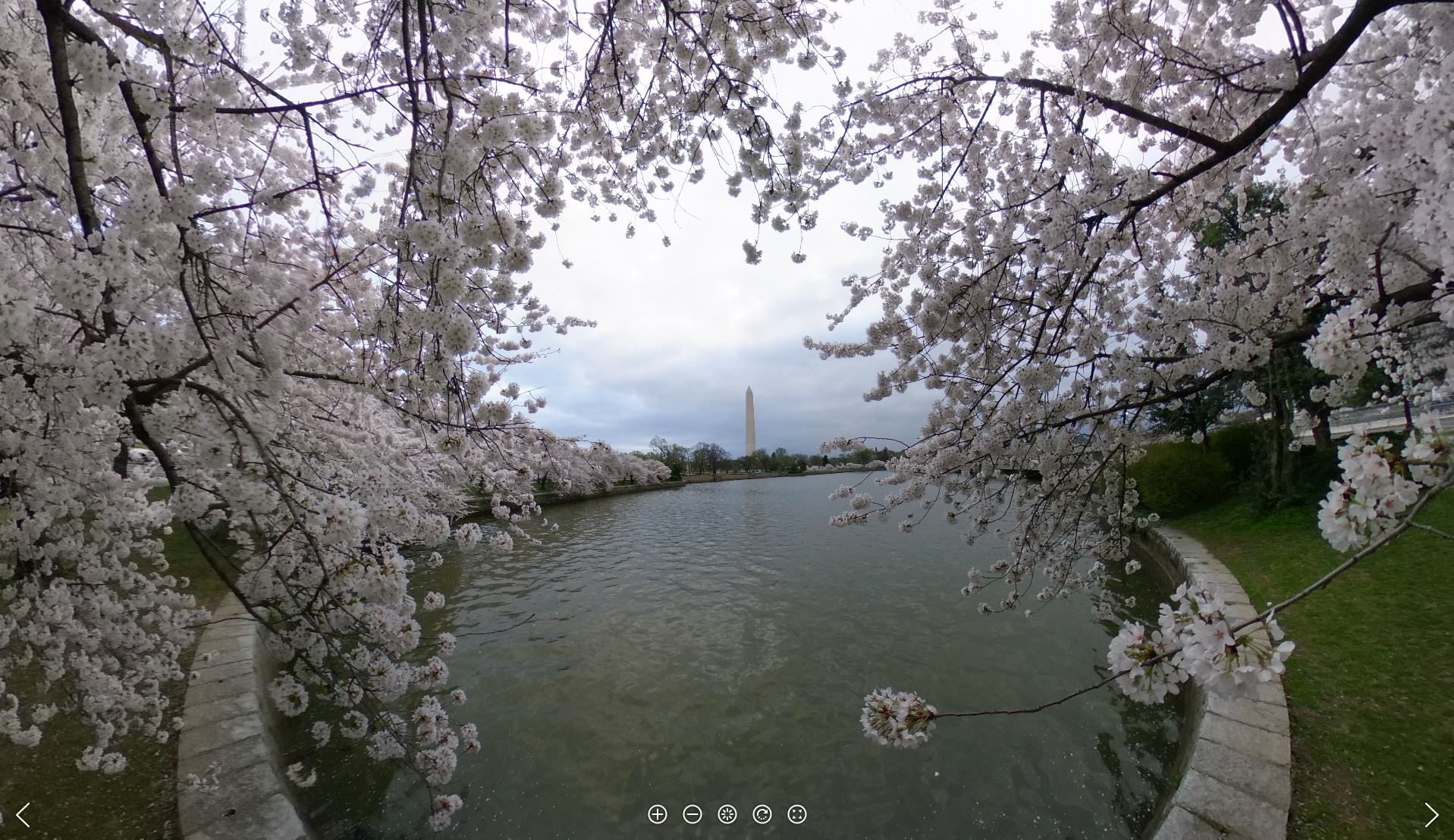 360° Virtual Cherry Blossom Tours - Cherry Blossom Festival (U.S. National Park Service)